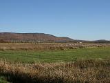 Snow Geese 009